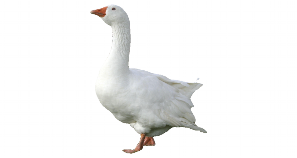 ref