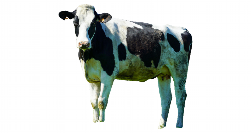 ref