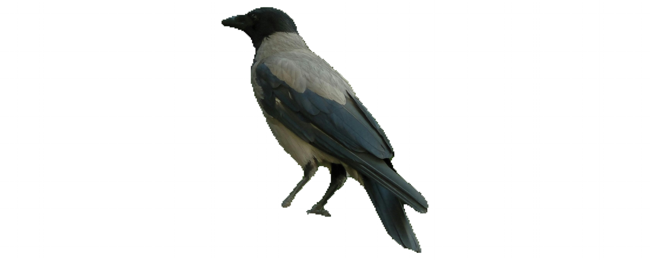 ref